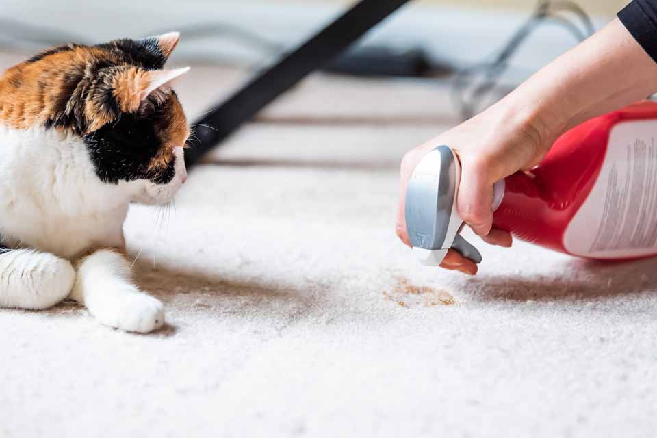 pet stain on carpet